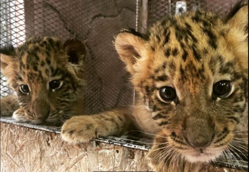 No son tigres, no son leones: nacen 2 ligres en Zoo de Chihuahua