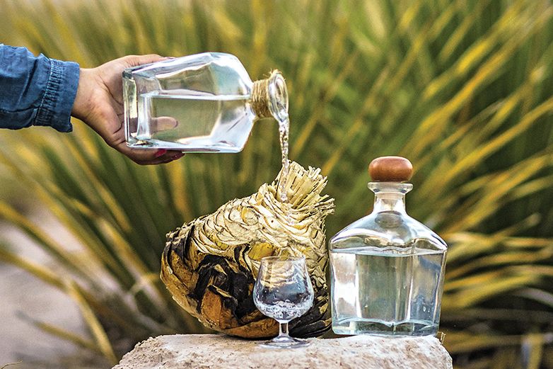 El sotol es más que un simple licor, es la historia y cultura de Chihuahua