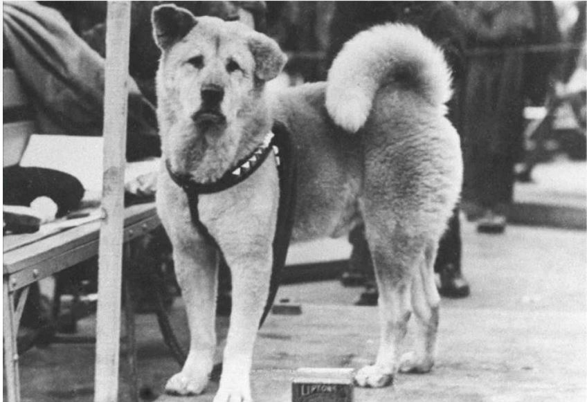 La historia real de Hachiko, el legendario perro símbolo de la lealtad