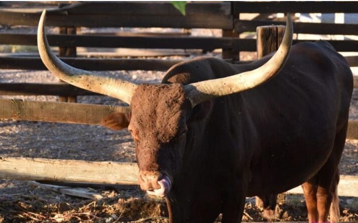 Adiós a 'Temeroso'; el toro mítico cuernos largos de Meoqui